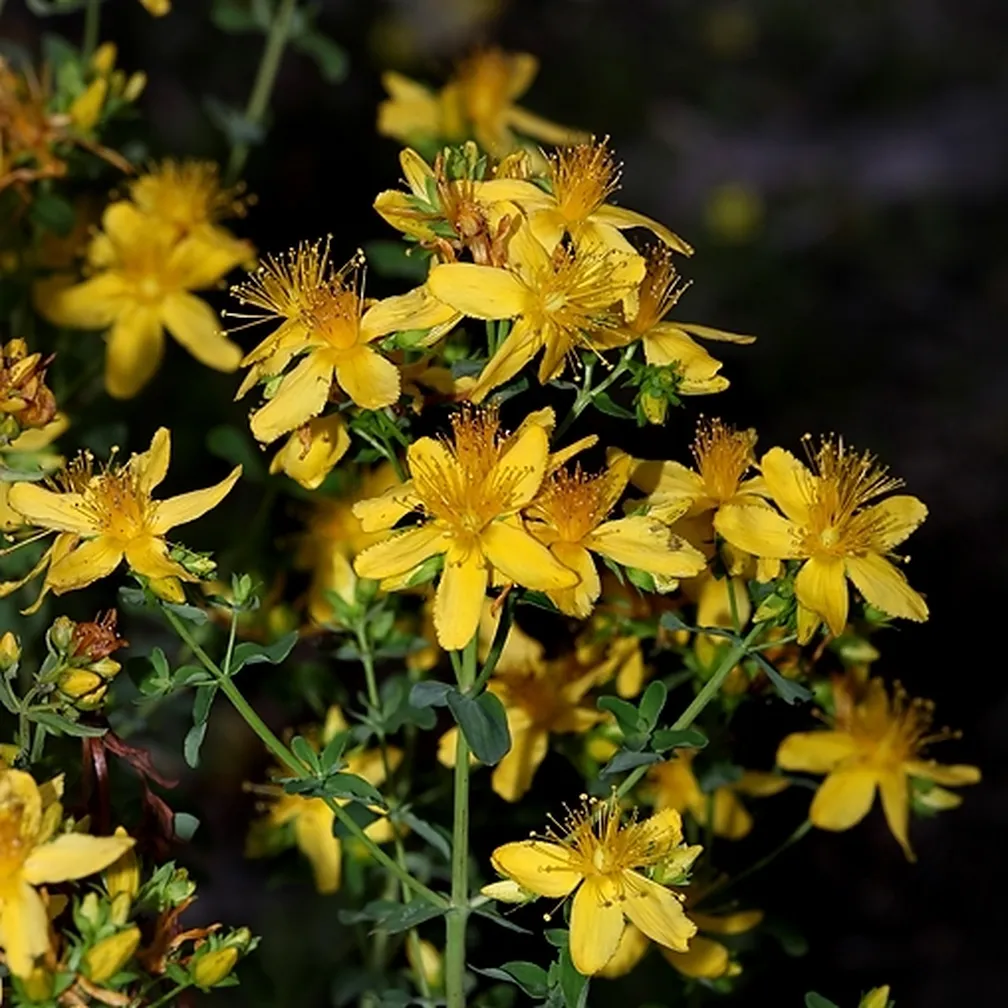 Socvetje šentjanževke (Hypericum perforatum) od blizu.