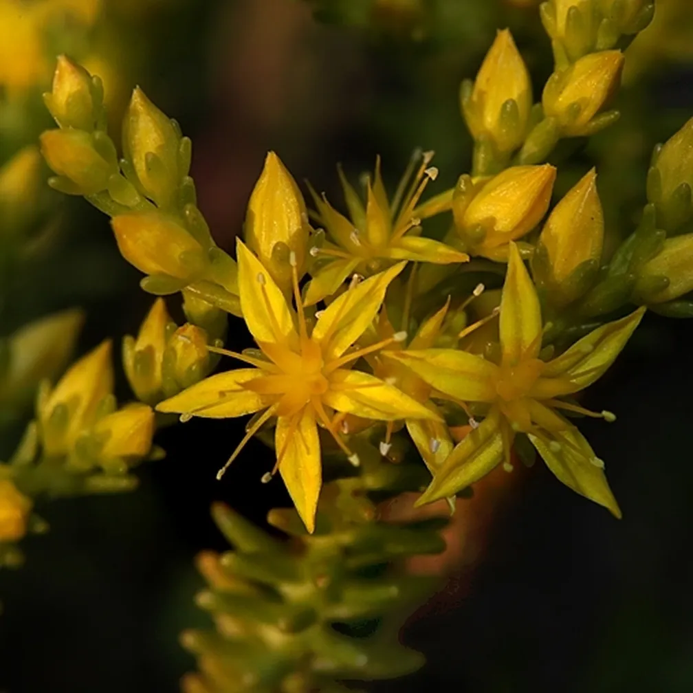 Pogled na cvetočo šesterokotno homulico (Sedum sexangulare) od blizu.