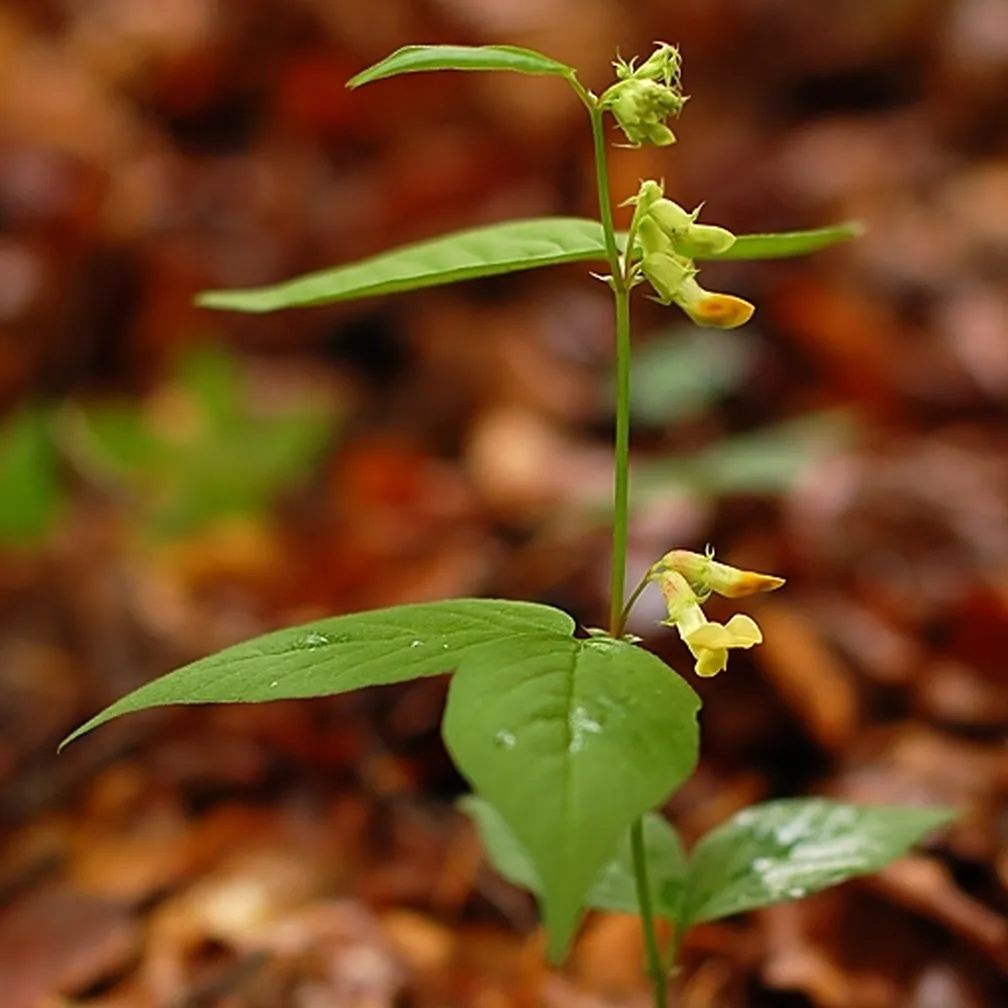 Cvetoča širokolistna grašica (Vicia oroboides) na gozdnih tleh.