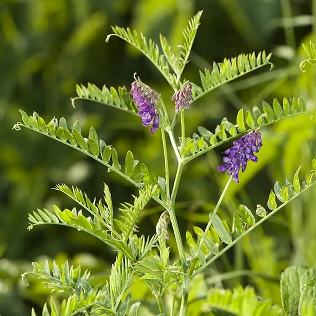Siva grašica (Vicia incana) na travniku.