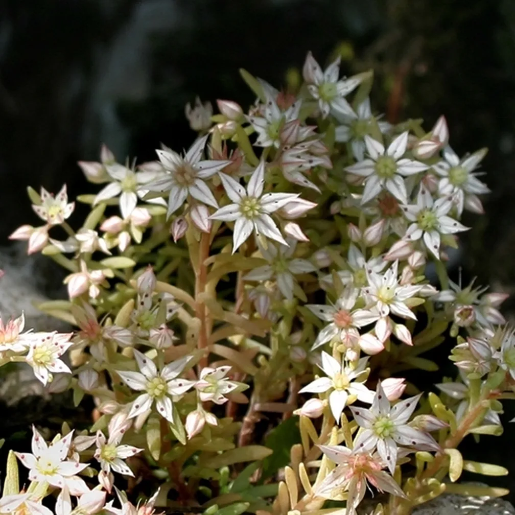 Španska homulica (Sedum hispanicum) v polnem cvetu.