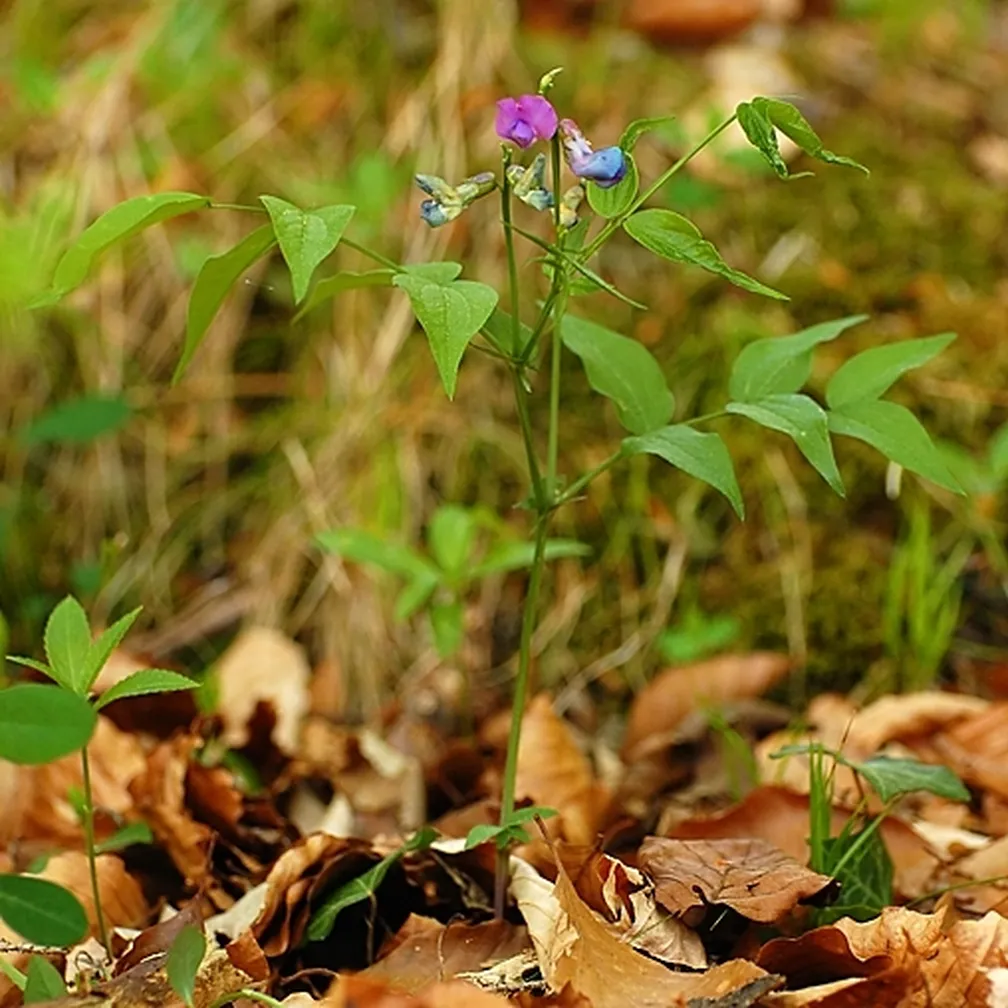 Cvetoč spomladanski grahor (Lathyrus vernus) na gozdnih tleh.