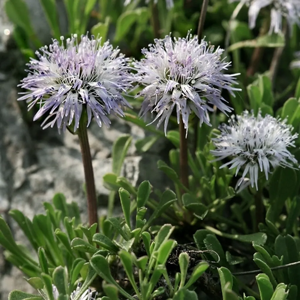Srčastolistna mračica (Globularia cordifolia) v času cvetenja na naravnem rastišču.