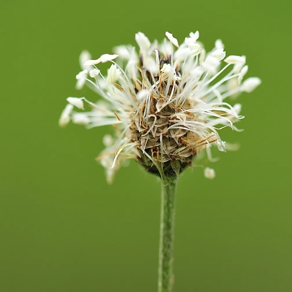 Socvetje srebrnega trpotca (Plantago argentea) od blizu.