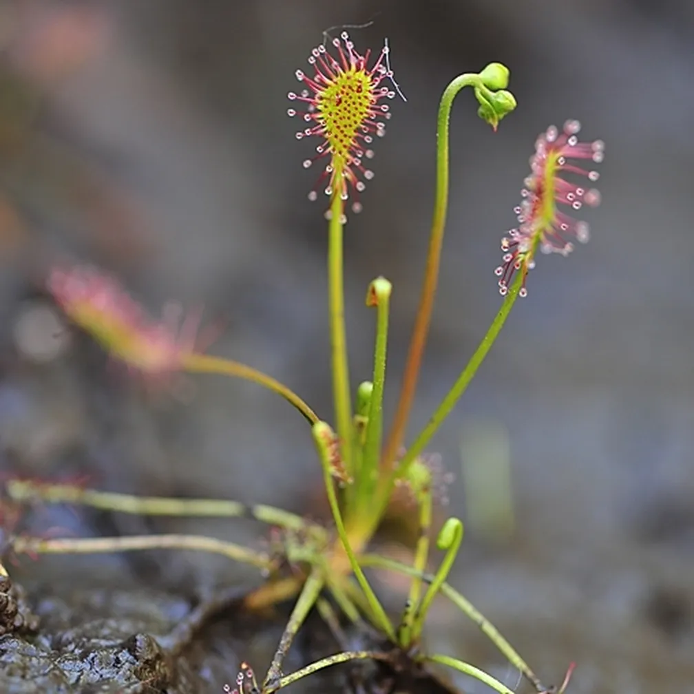 Srednja rosika (Drosera intermedia) tik pred cvetenjem.