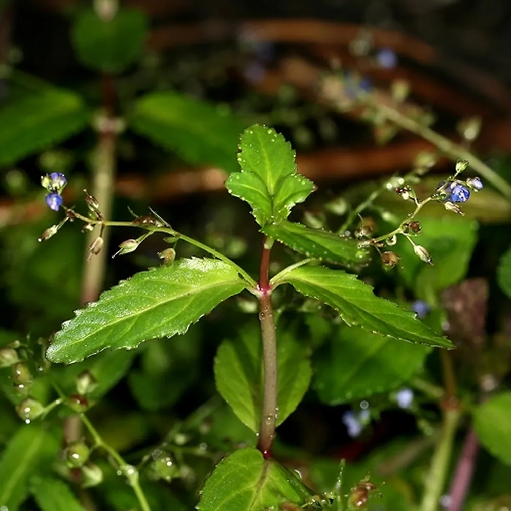 Studenčni jetičnik (Veronica beccabunga) ob koncu cvetenja.