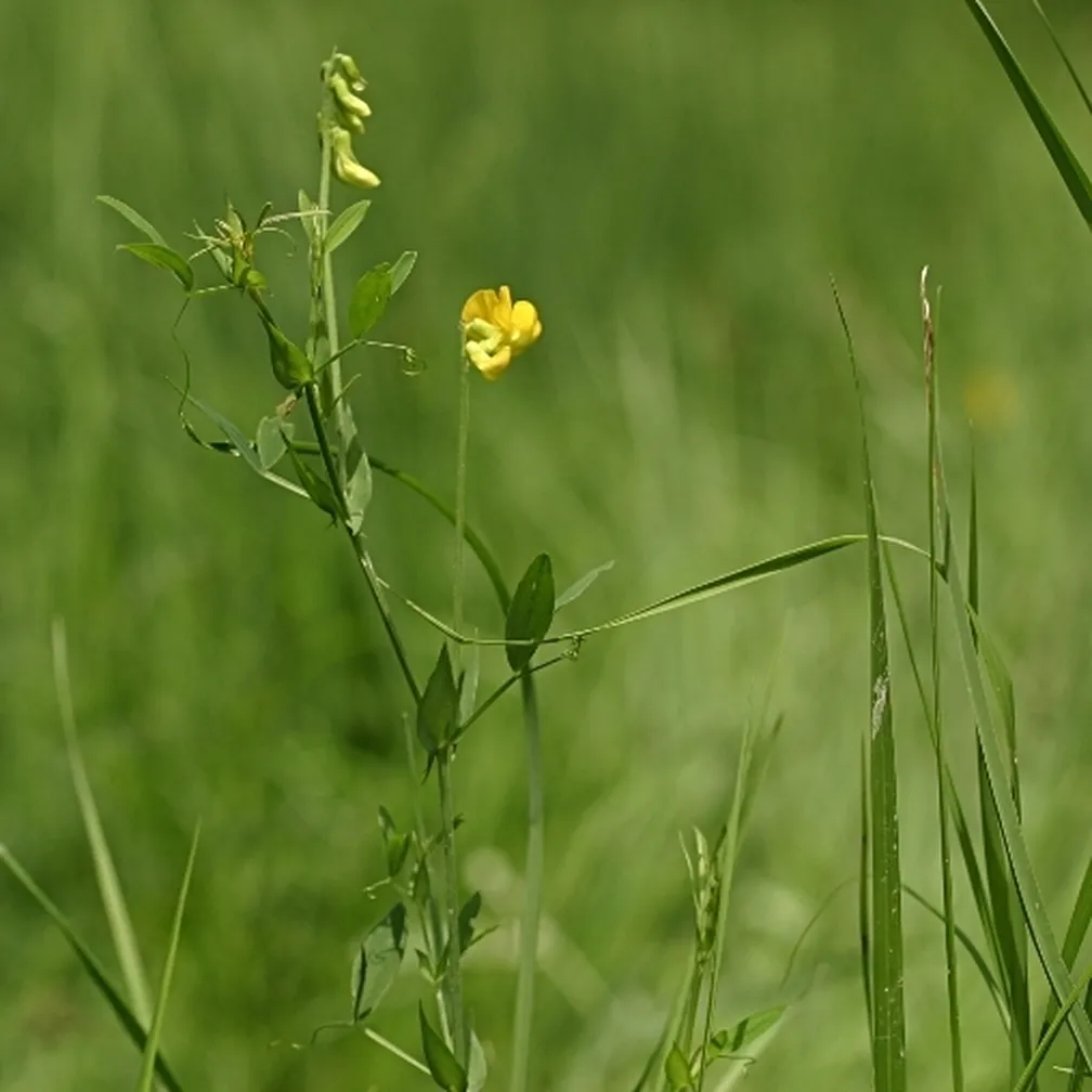 Cvetoč travniški grahor (Lathyrus pratensis) na travniku.