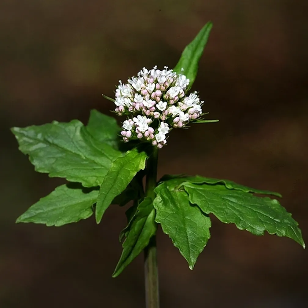Tripernata špajka (Valeriana tripteris) na gozdnih tleh.