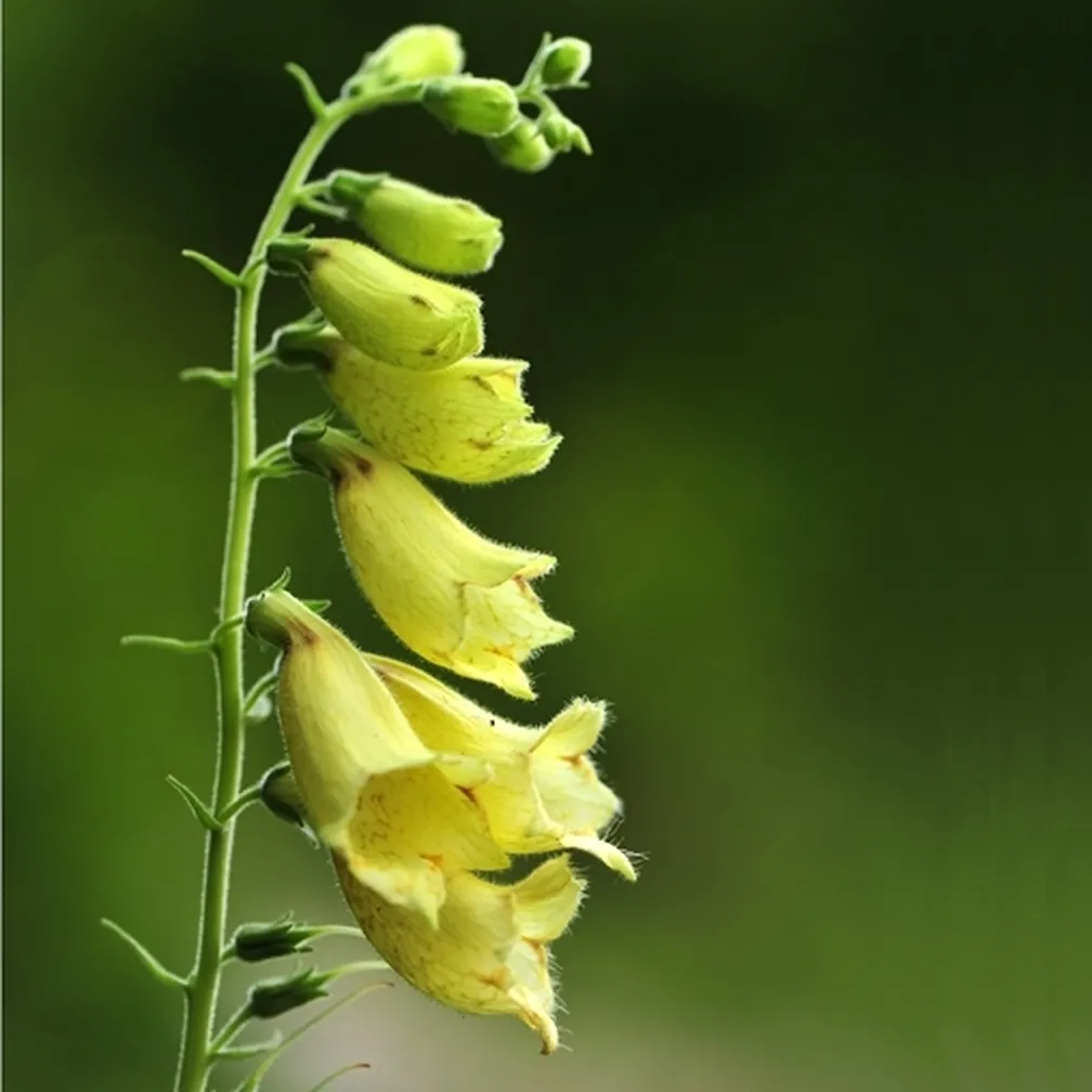 Socvetje velecvetnega naprstca (Digitalis grandiflora) od blizu.