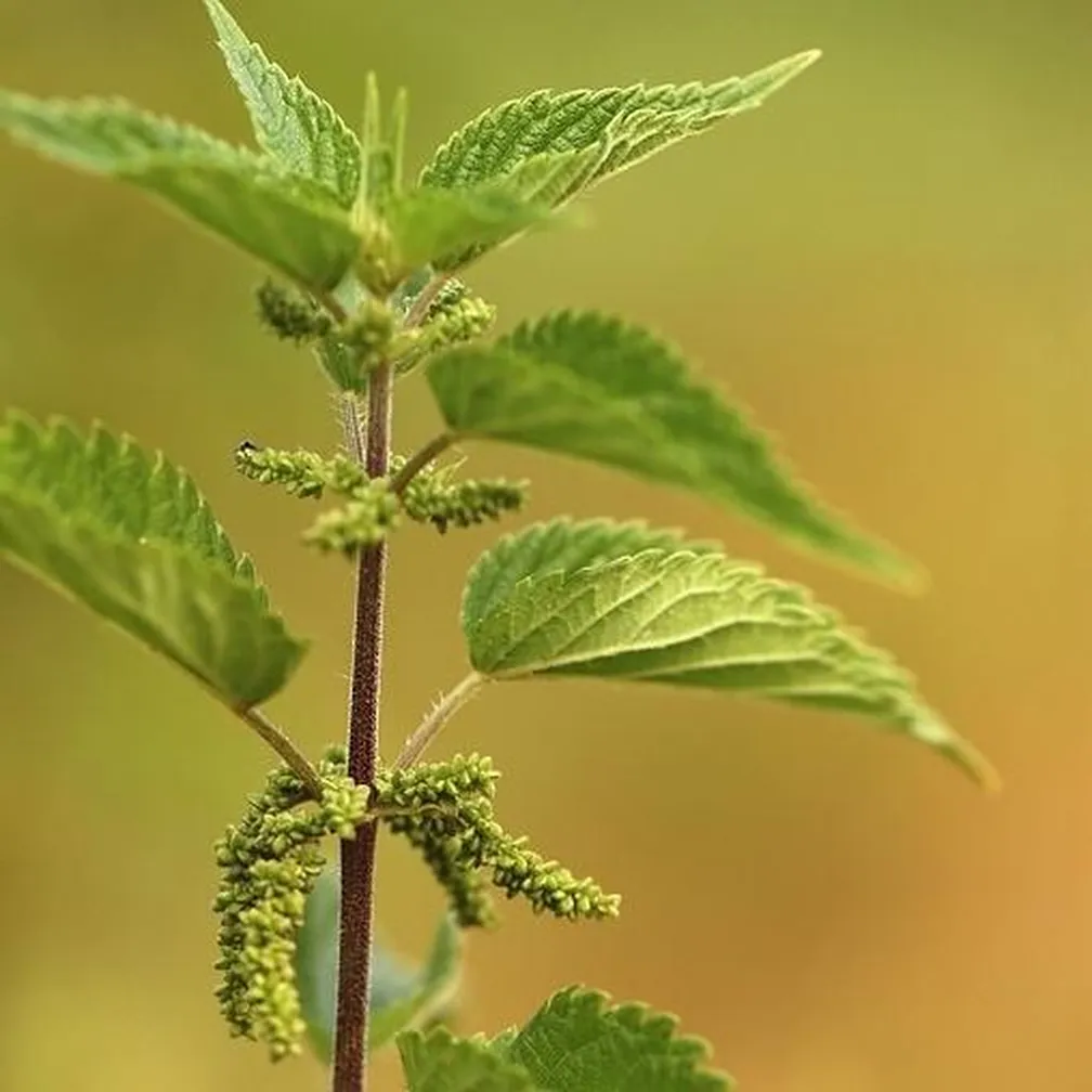 Značilno nazobčani listi in socvetja velike koprive (Urtica dioica) tik pred cvetenjem.