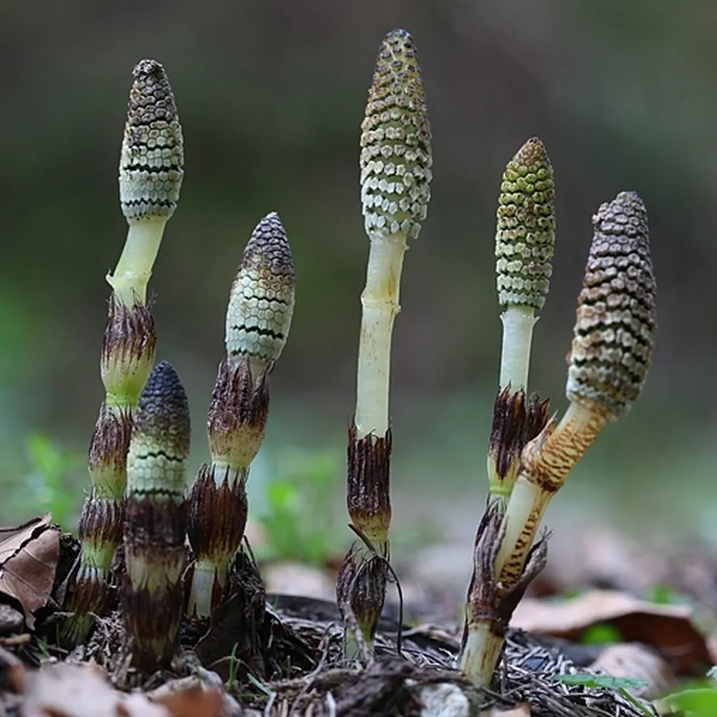 Rastlina velika preslica (Equisetum telmateia) na vlažnih gozdnih tleh