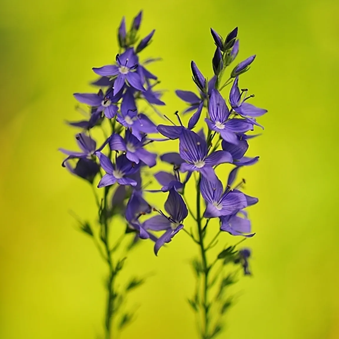 Pogled na razcveteni socvetji velikega jetičnika (Veronica teucrium).