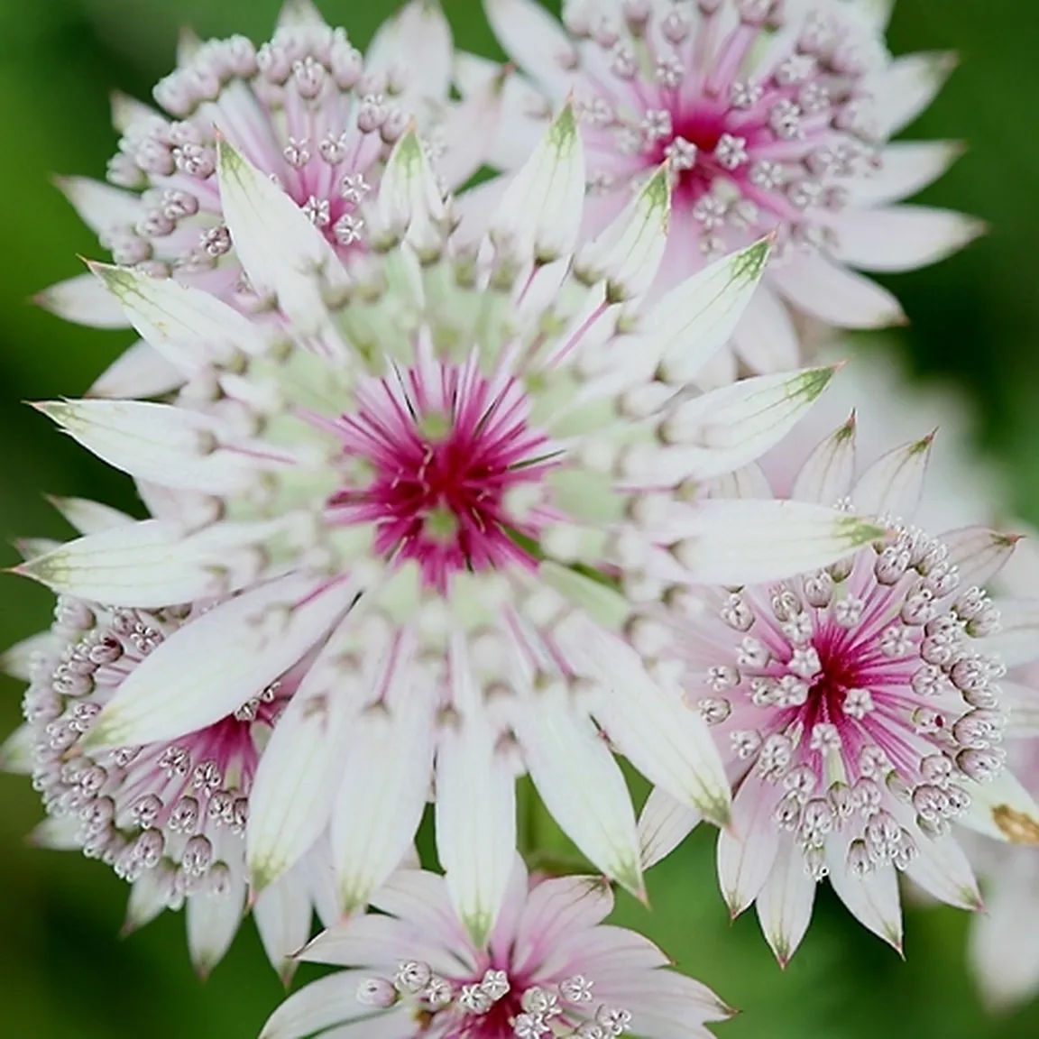 Makro fotografija socvetij velikega zalega kobulčka (Astrantia major).