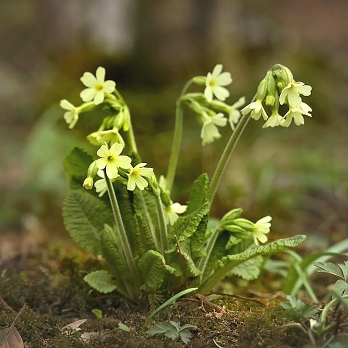 Cvetoči visoki jeglič (Primula elatior) na neporaslih tleh.
