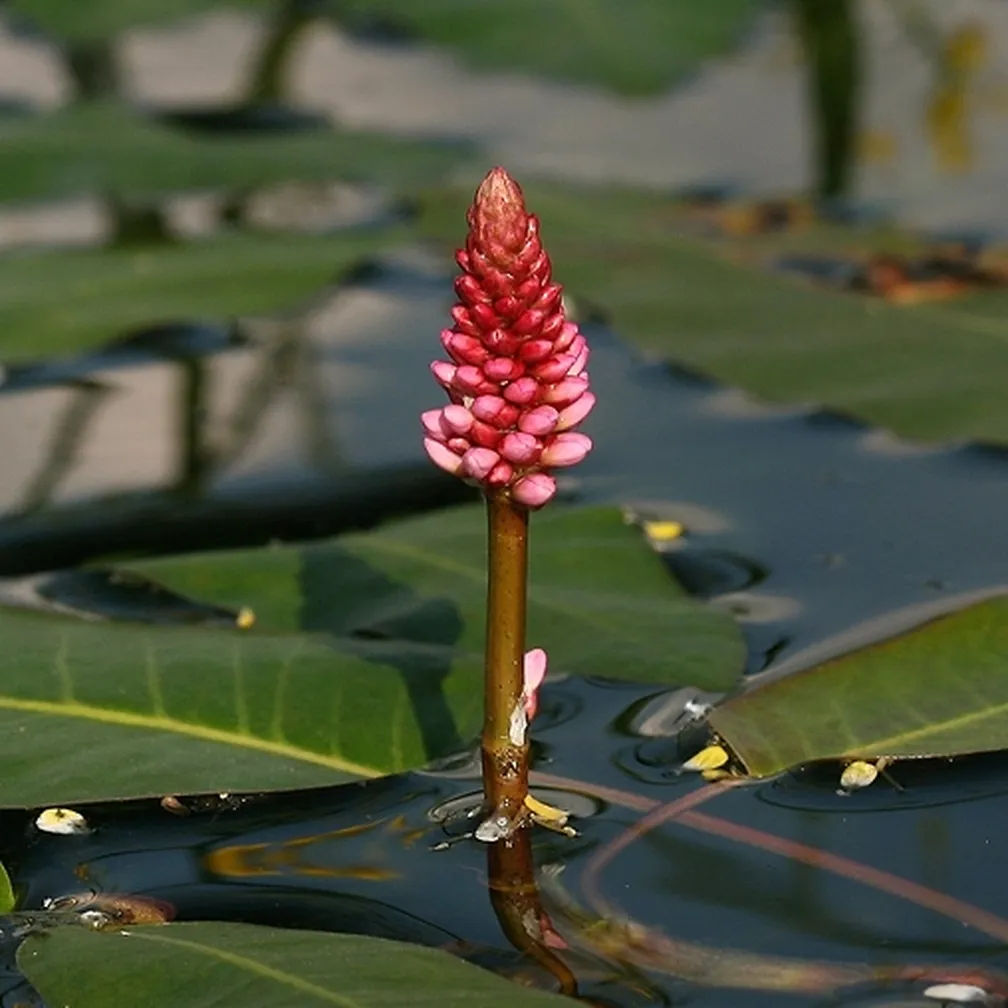 Socvetje vodne dresni (Polygonum amphibium) štrli nad vodno gladino.