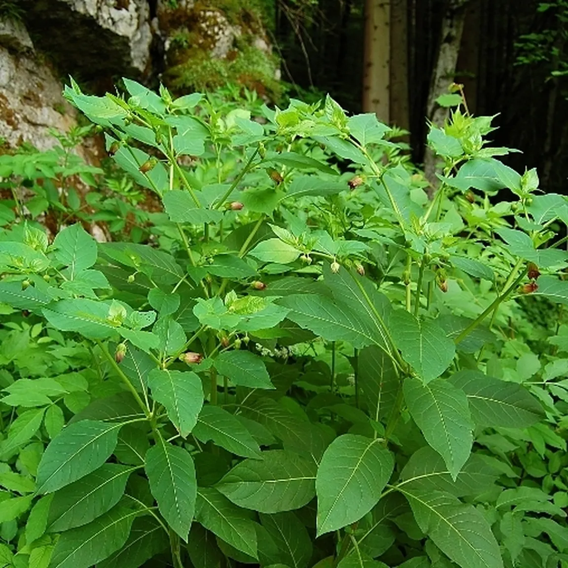 Cvetoča volčja češnja (Atropa bella-donna) v gozdu.