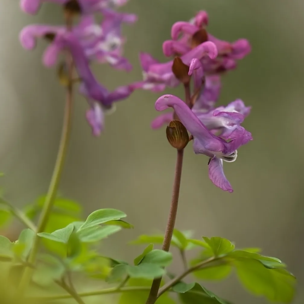 Vijolična cvetova votlega petelinčka (Corydalis cava).