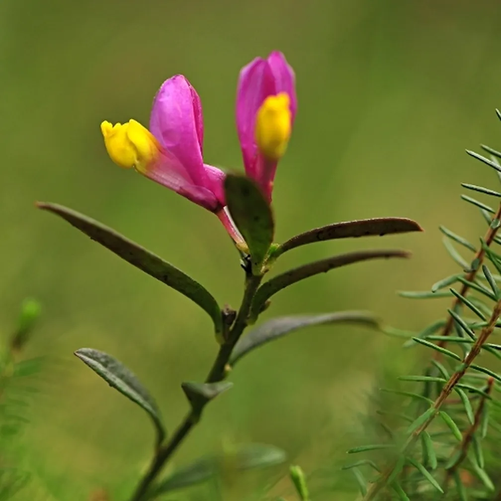 Žanjevec (Polygala chamaebuxus) z ozkimi, iglicam podobnimi zimzelenimi listi.
