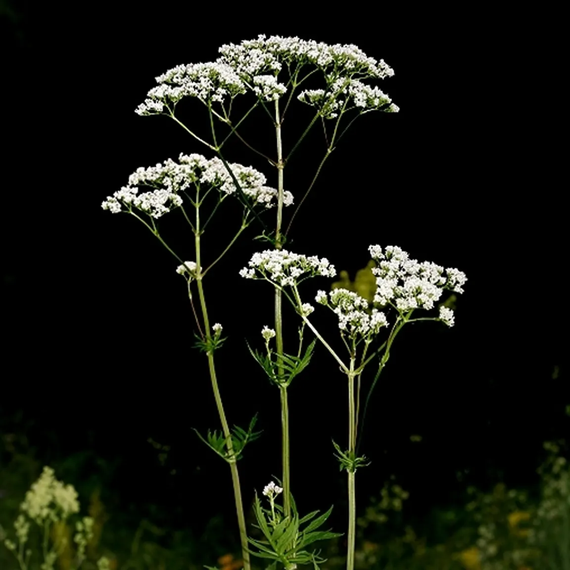 Zdravilna špajka (Valeriana officinalis) na črnem ozadju.