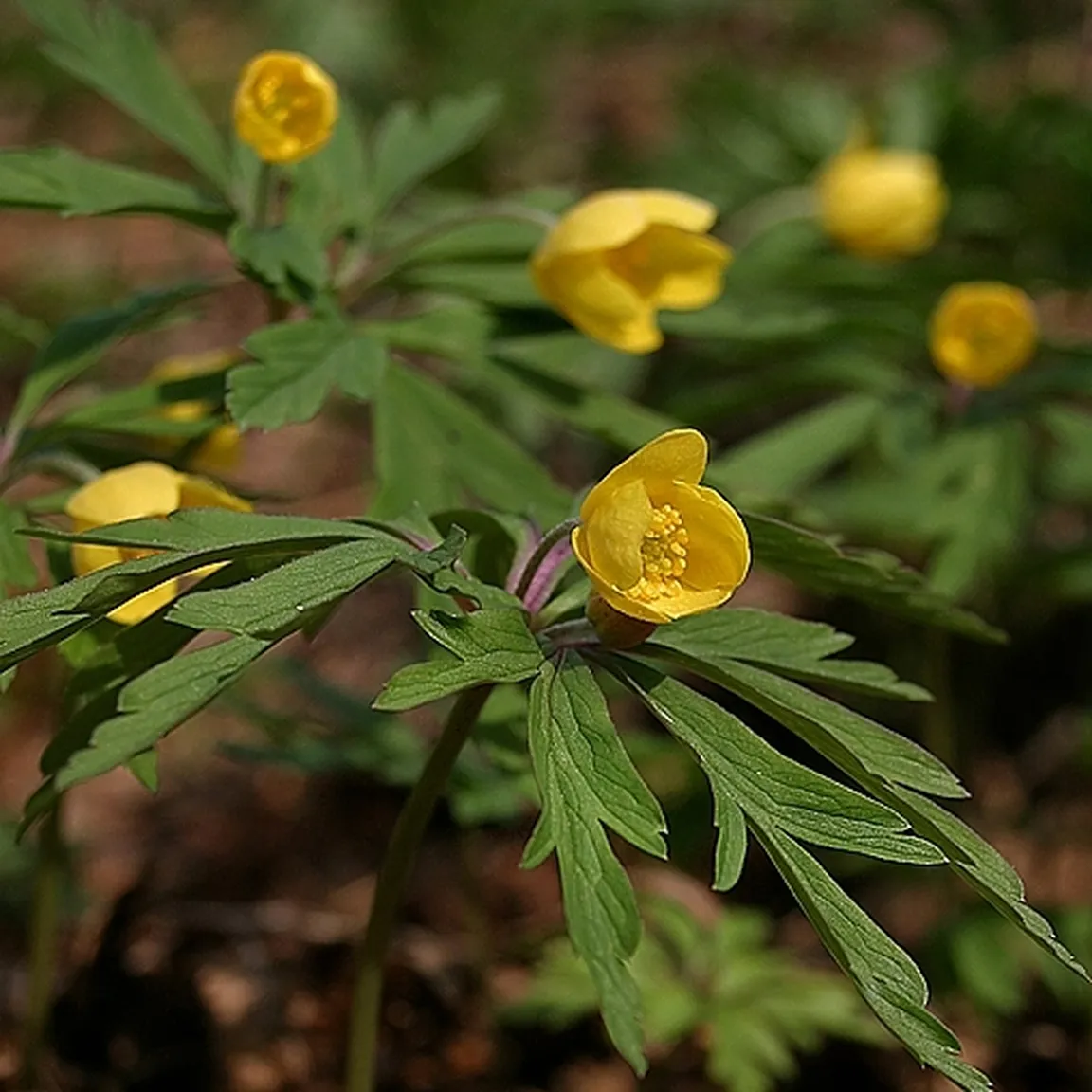 Rumeni cvetovi zlatičnate vetrnice (Anemone ranunculoides).