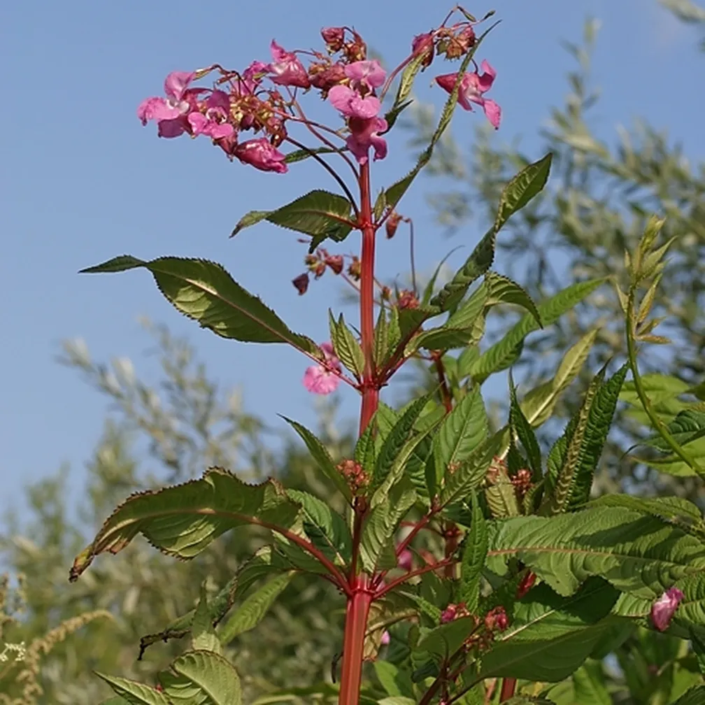 Postavno razvejano steblo žlezave nedotike (Impatiens glandulifera), v ozadju zelenje in modro nebo.