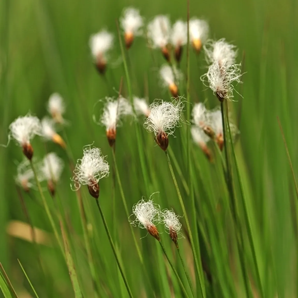Alpski mavček (Trichophorum alpinum)  z belimi ščetinastimi cvetovi.