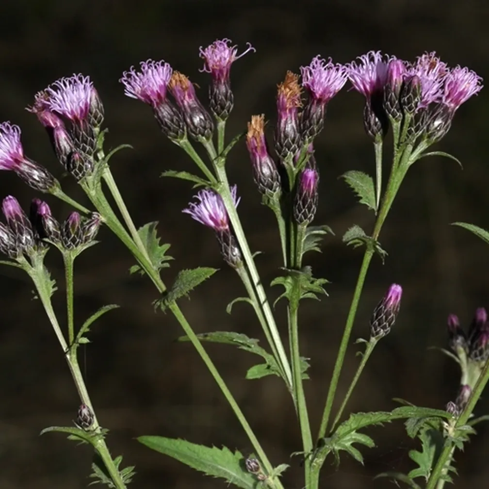 Barvilna macina (Serratula tinctoria) ima pokončno razvejano steblo in na vrhu valjaste koške s škrlatnimi cevastimi cvetovi.