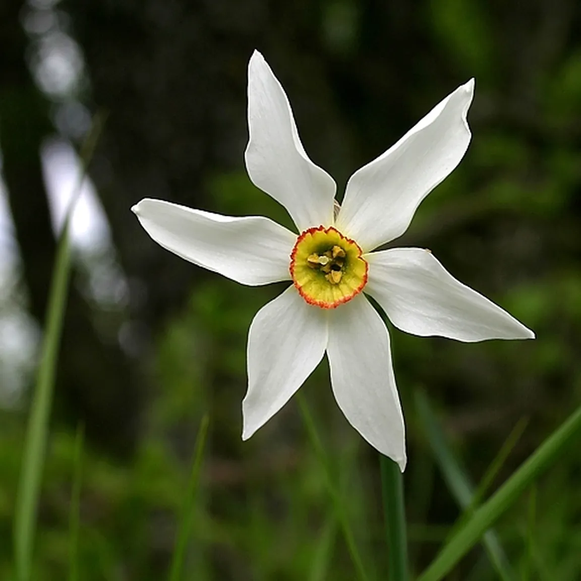 Bela narcisa (Narcissus poeticus ssp radiiflorus) ima pet belih cvetnih listov in značilno rumeno kronico na sredini.