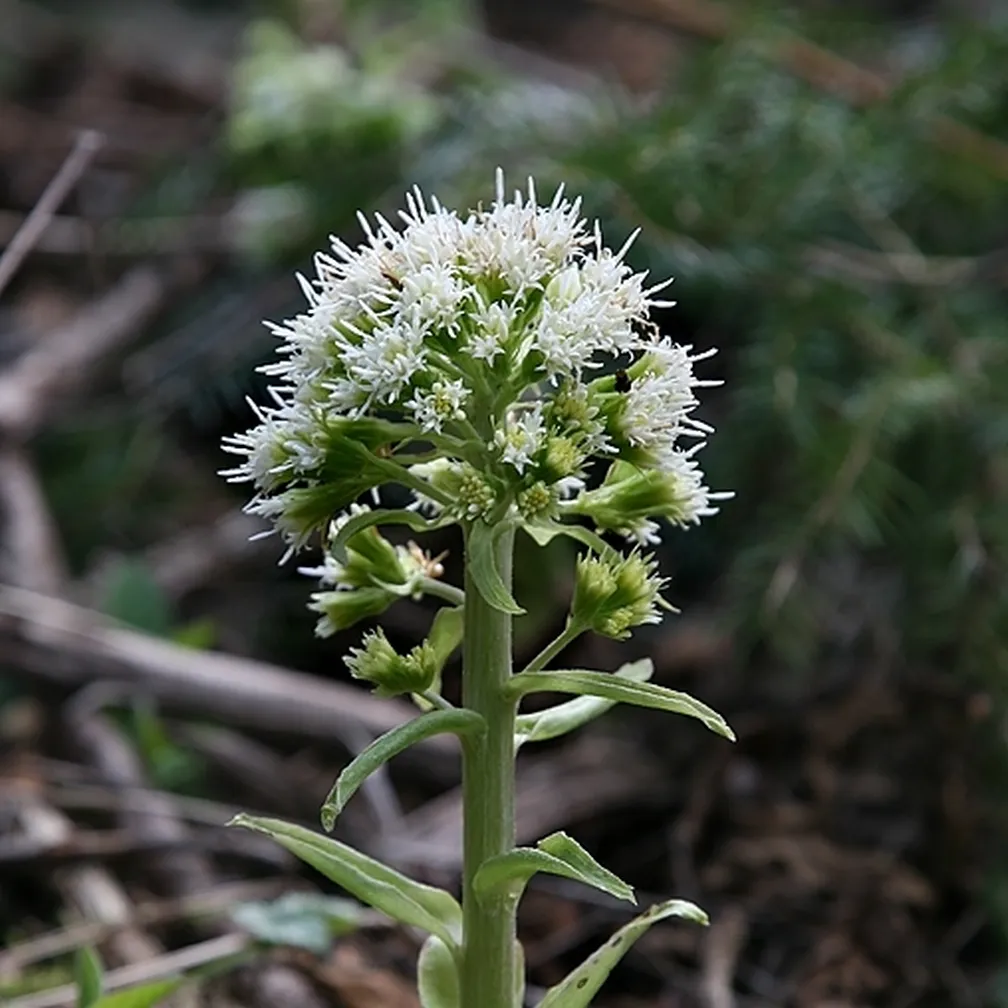 Beli repuh (Petasites albus) ima čokato steblo in bel cvet.