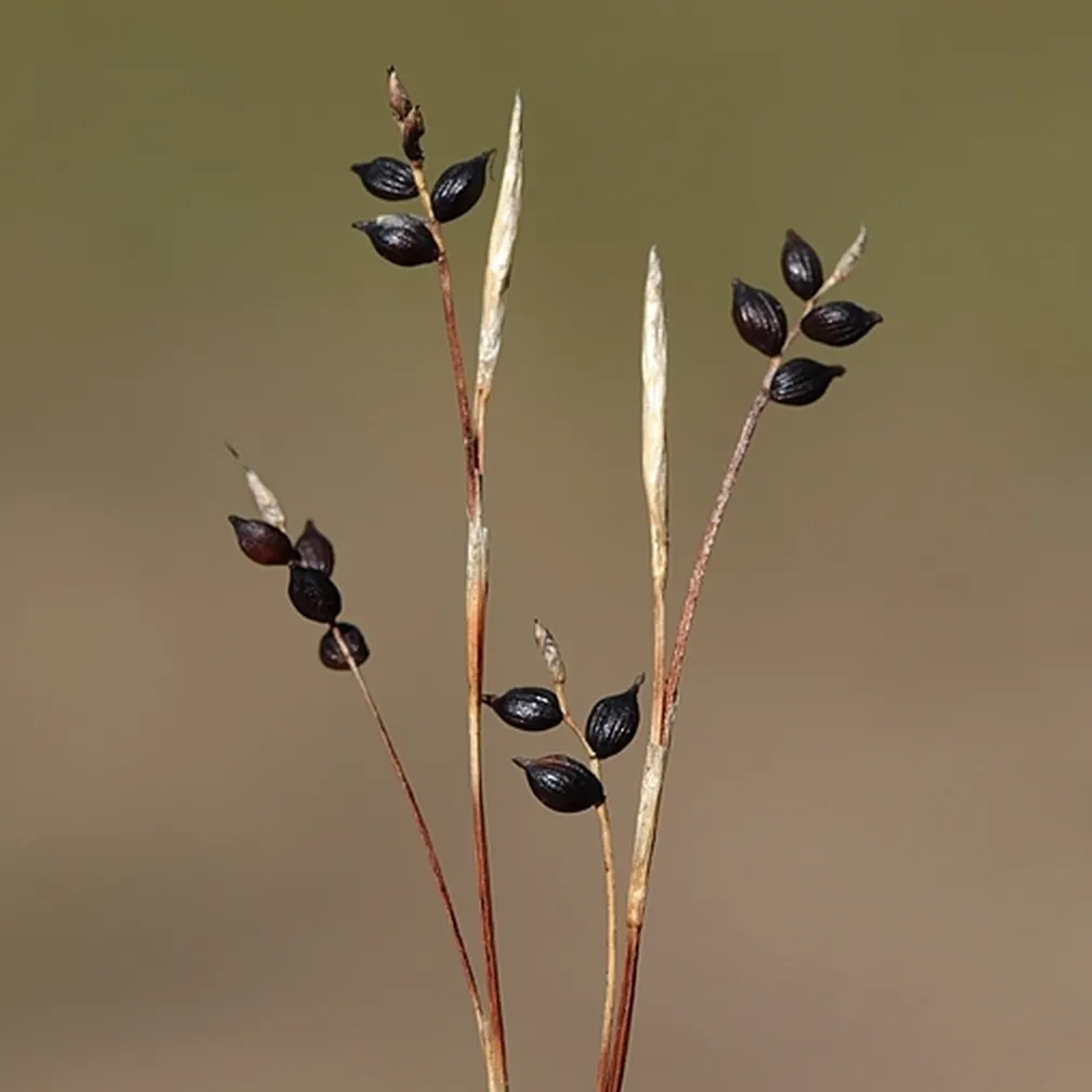 Beli šaš (Carex alba) z črnimi živicami.