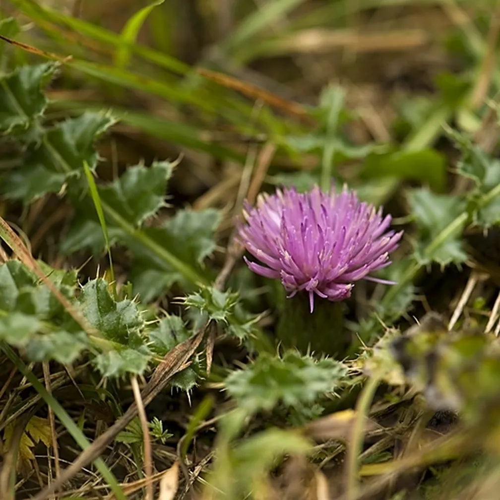 Brezstebelni osat (Cirsium acaule) ima kratko steblo in na vrhu en košek s škrlatnimi cevastimi cvetovi.