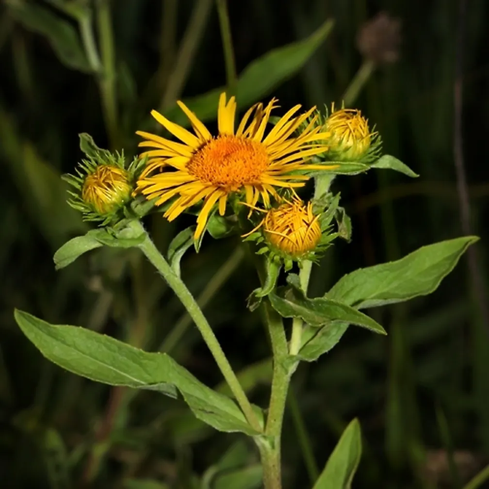 Britanski oman (Inula britannica) ima rumene jezičaste in cevaste cvetove.