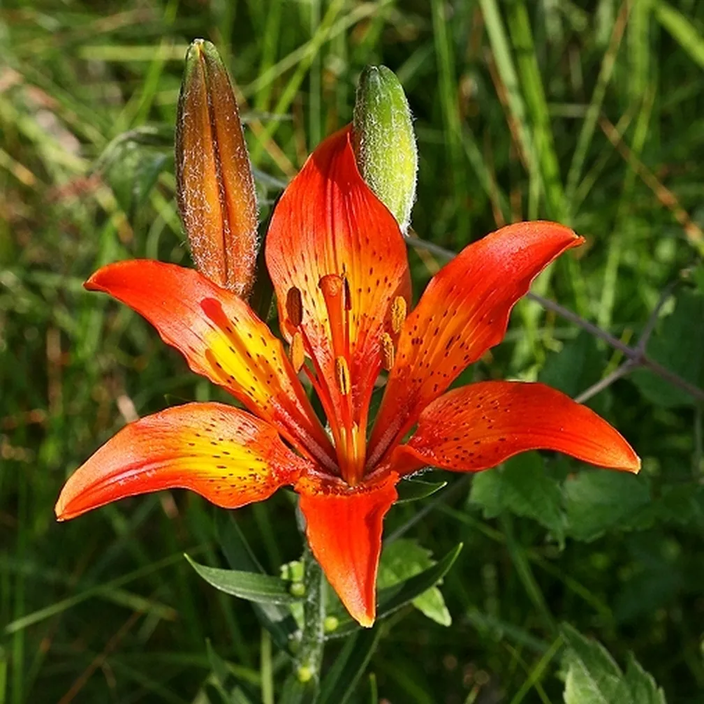 Brstična lilija (Lilium bulbiferum) z velikimi oranžno rdečimi cvetovi in ozkimi listi