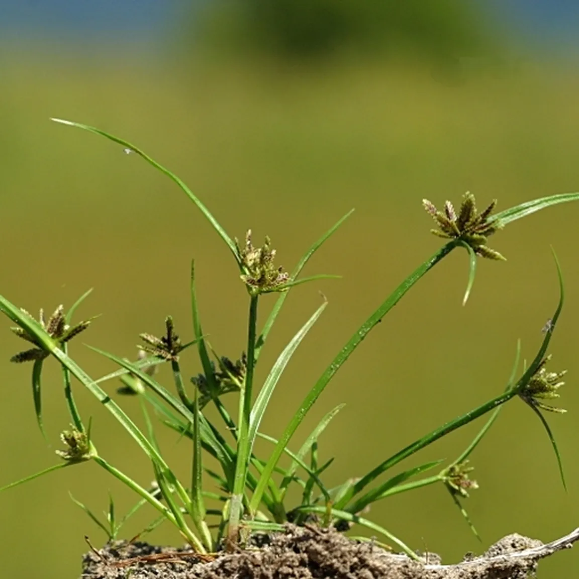 Črnordeča ostrica (Cyperus fuscus) raste na krtini.