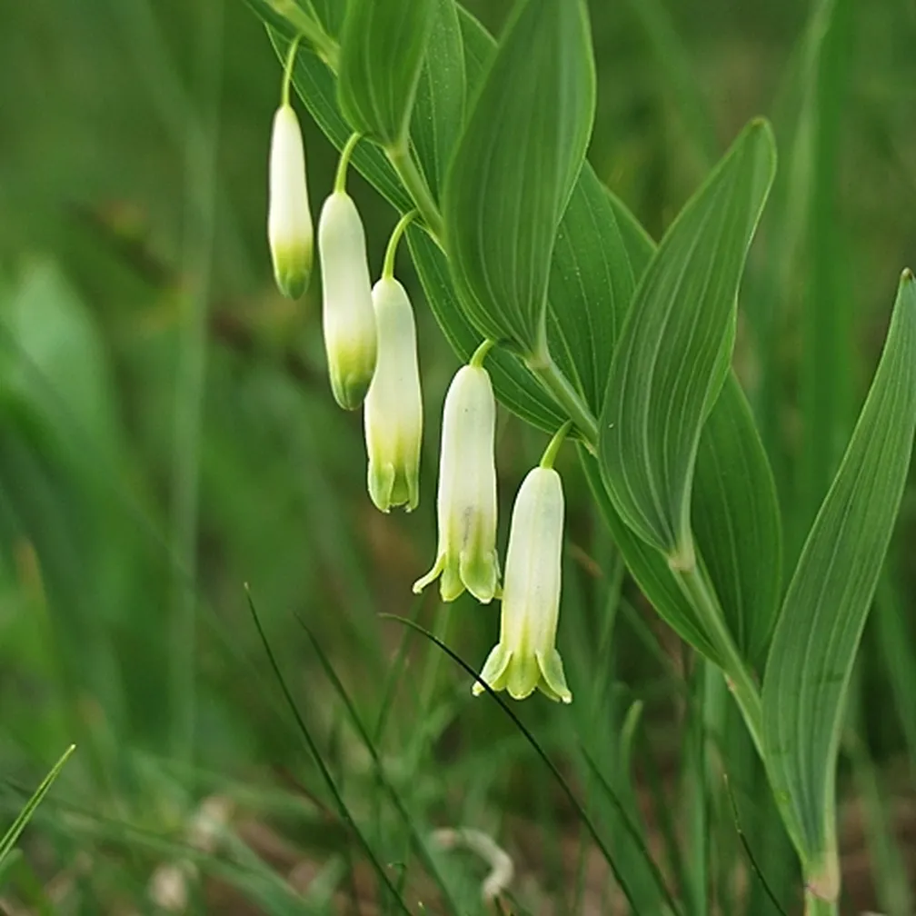 Dišeči salomonov pečat (Polygonatum odoratum) ima robato steblo z visečimi belimi podolgovatimi zvončastimi cvetovi.