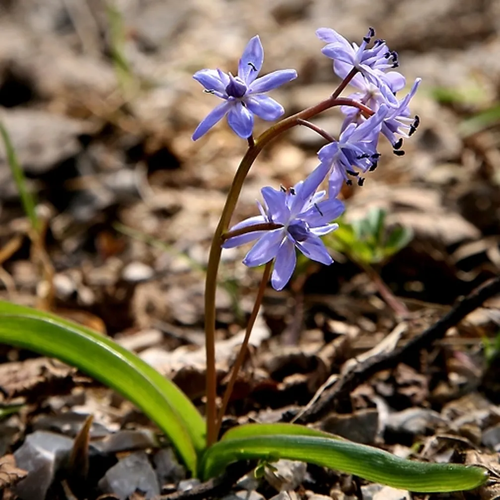 Dvolistna morska čebulica (Scilla bifolia) ima sinje modre cvetke v grozdasti obliki.
