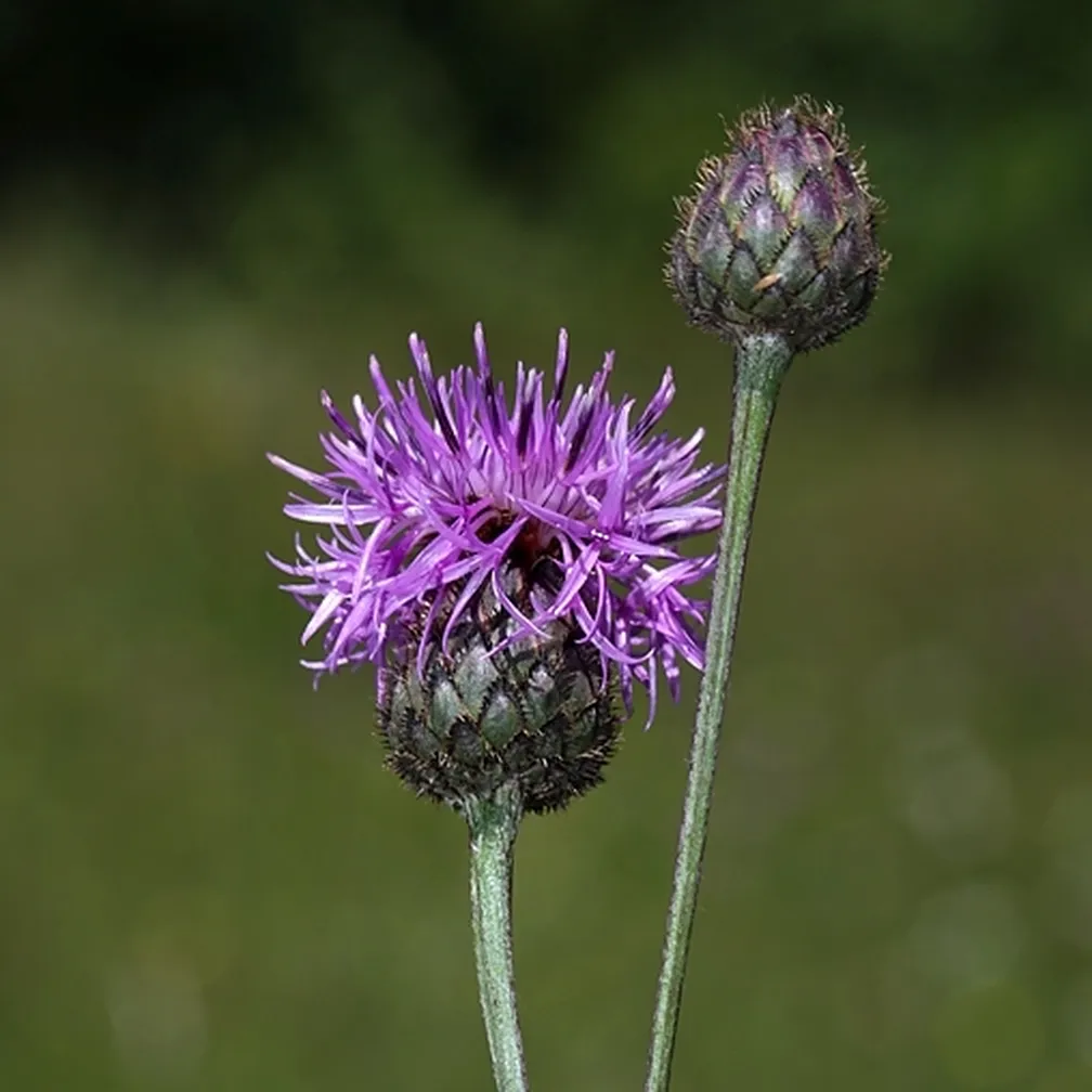 Fritschev glavinec (Centaurea scabiosa ssp fritschii) ima pokončno robato steblo nad sredino razvejano in liste z črnim češljastim priveskom trikotne oblike.
