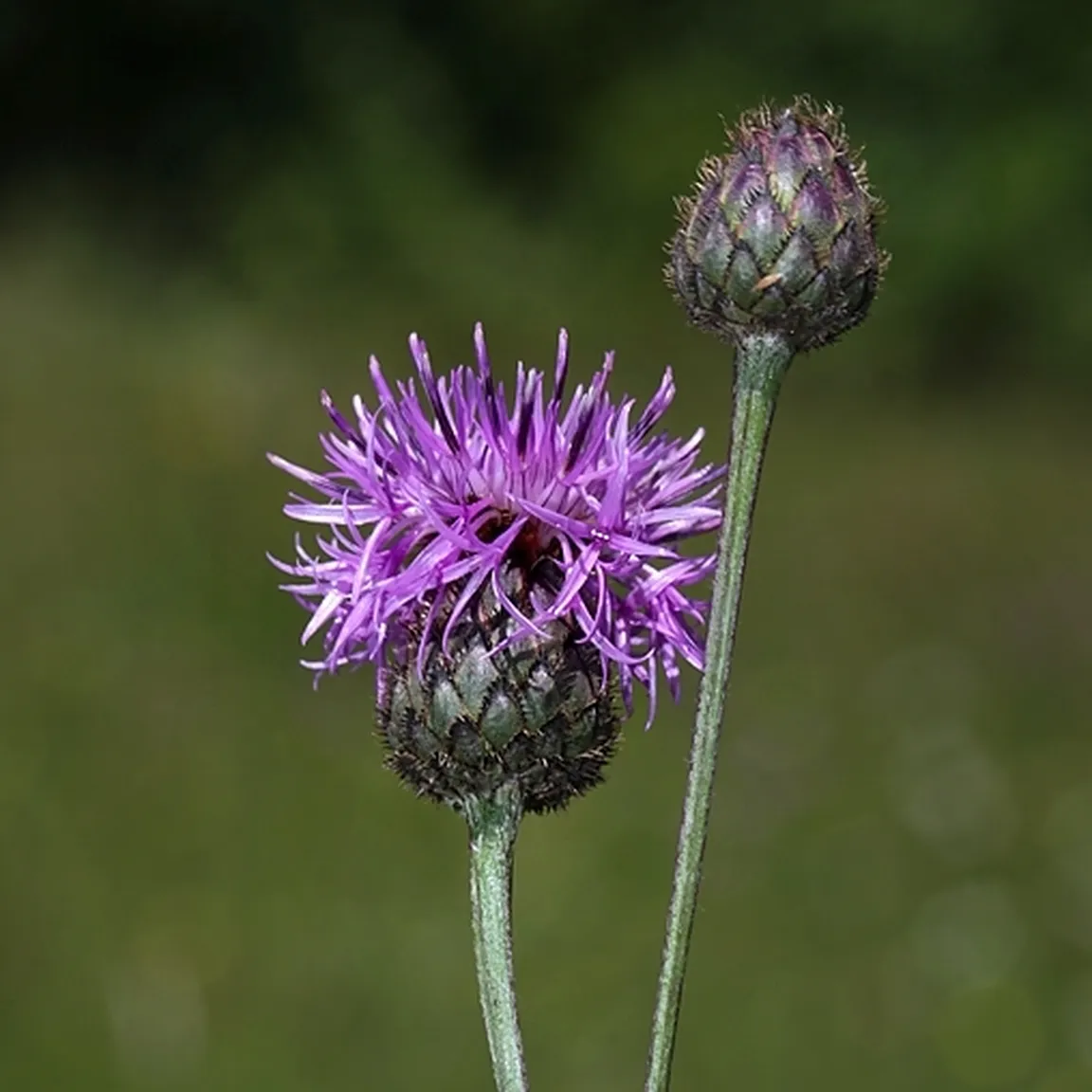 Fritschev glavinec (Centaurea scabiosa ssp fritschii) ima pokončno robato steblo nad sredino razvejano in liste z črnim češljastim priveskom trikotne oblike.