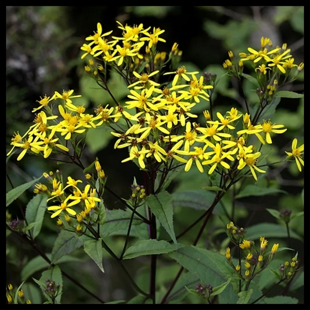 Fuchsov grint (Senecio ovatus) ima pokončno zeleno do rdečkasto steblo in rumene jezičaste cvetove.