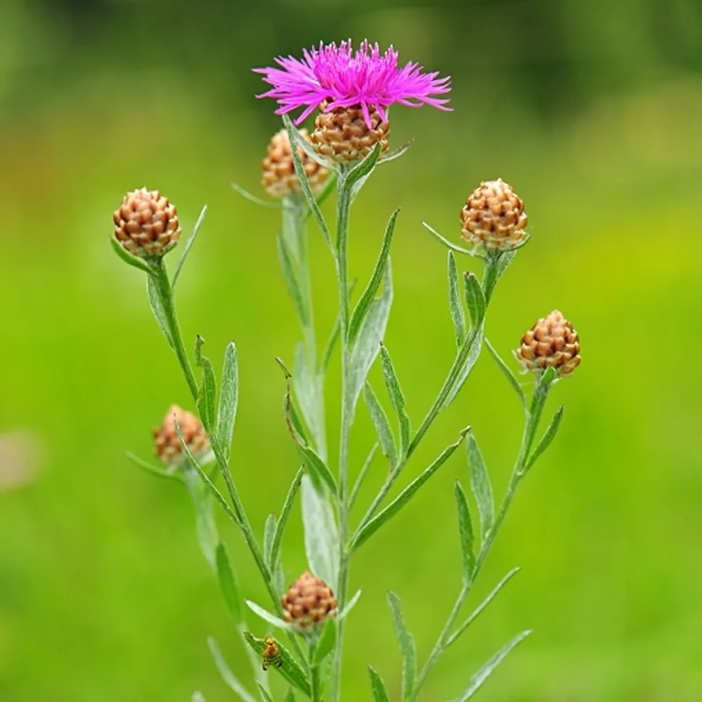 Gaudinov glavinec (Centaurea bracteata) ima pokončno steblo in na vrhu pogankov so koški s rožnatimi cvetovi.