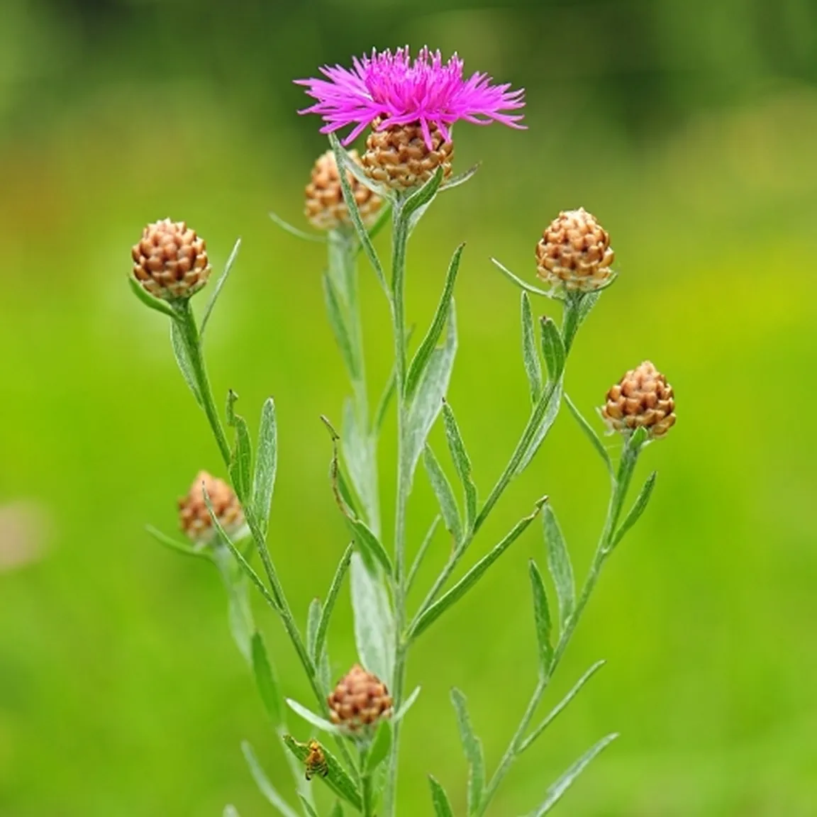 Gaudinov glavinec (Centaurea bracteata) ima pokončno steblo in na vrhu pogankov so koški s rožnatimi cvetovi.
