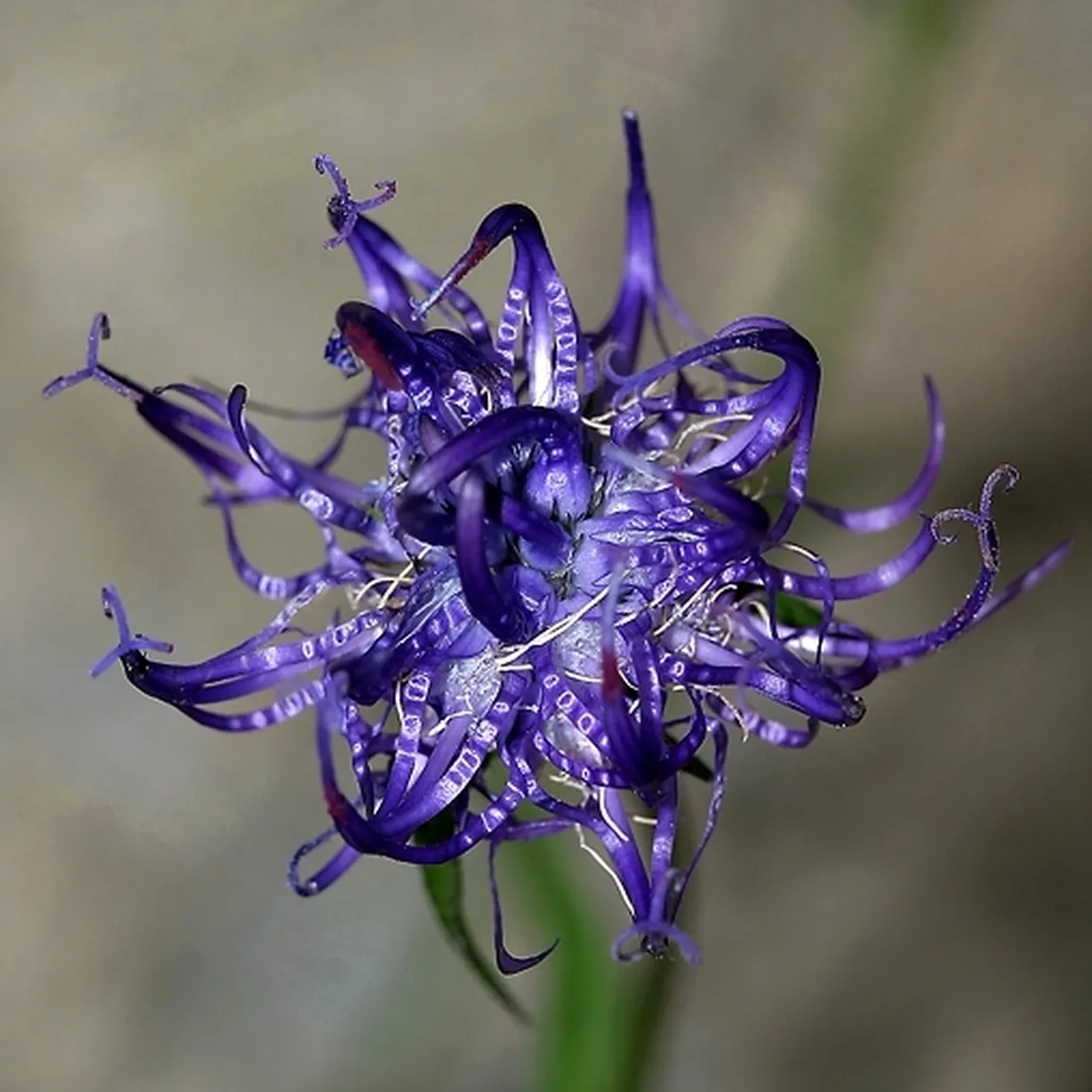 Socvetje glavičastega repuša (Phyteuma orbiculare) od blizu.