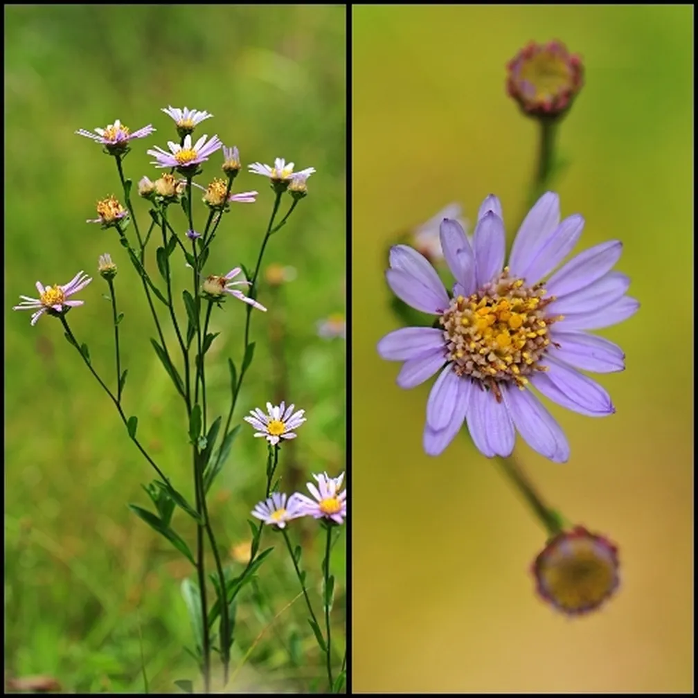 Gorska nebina (Aster amellus) ima pokončno kratkodlakovo steblo s suličastimi listi.