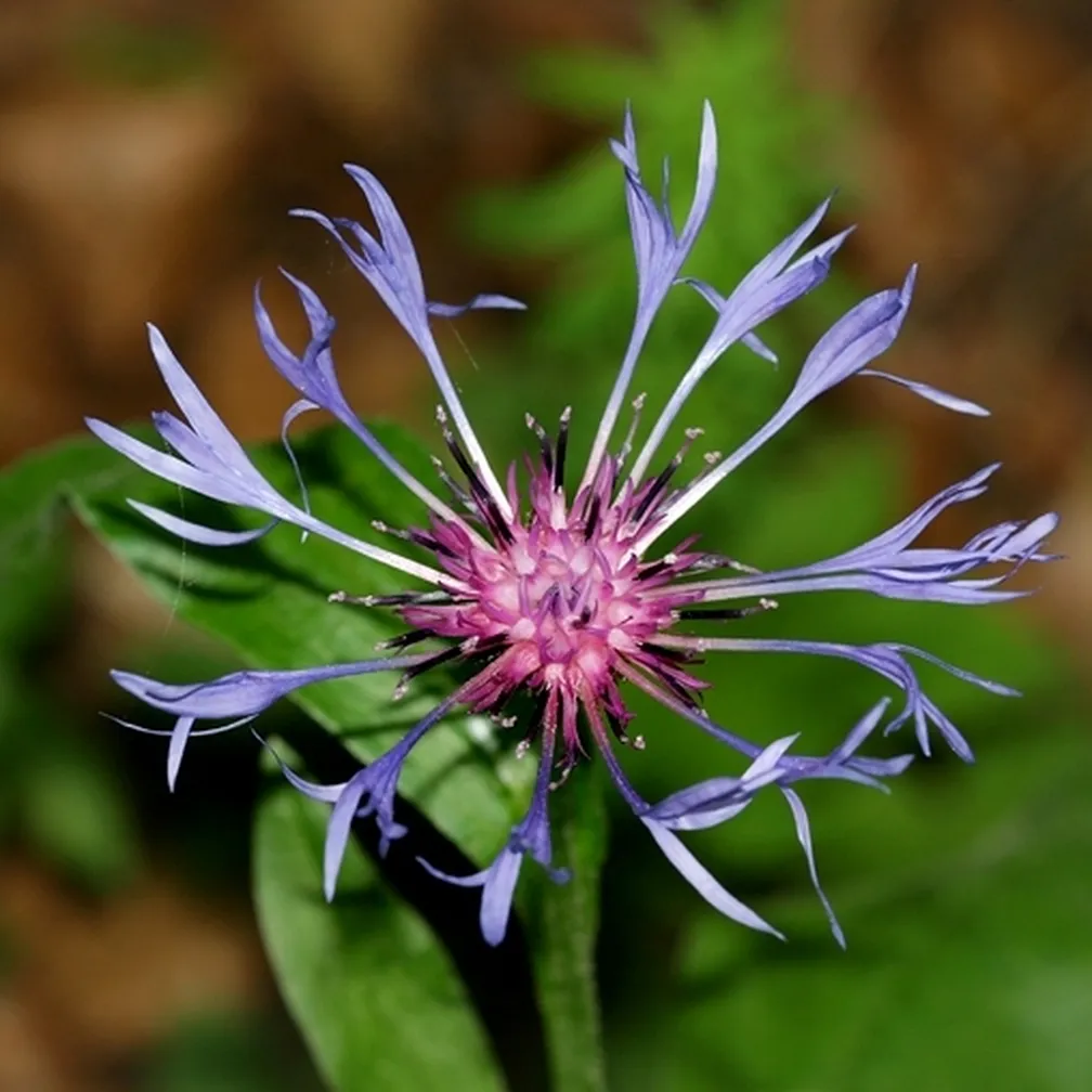 Gorski glavinec (Centaurea montana) ima na vrhu krilatega stebla en košek z modrimi zunanjimi cvetovi in notranjimi škrlatnimi cvetovi.