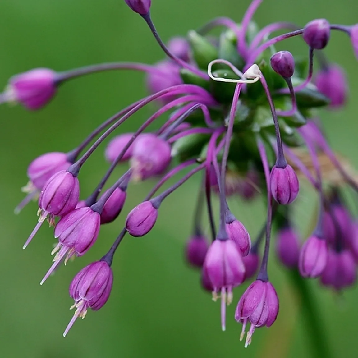 Gredljati luk (Allium carinatum ssp carinatum) ima dolgopecljaste liste v ciklamni barvi.