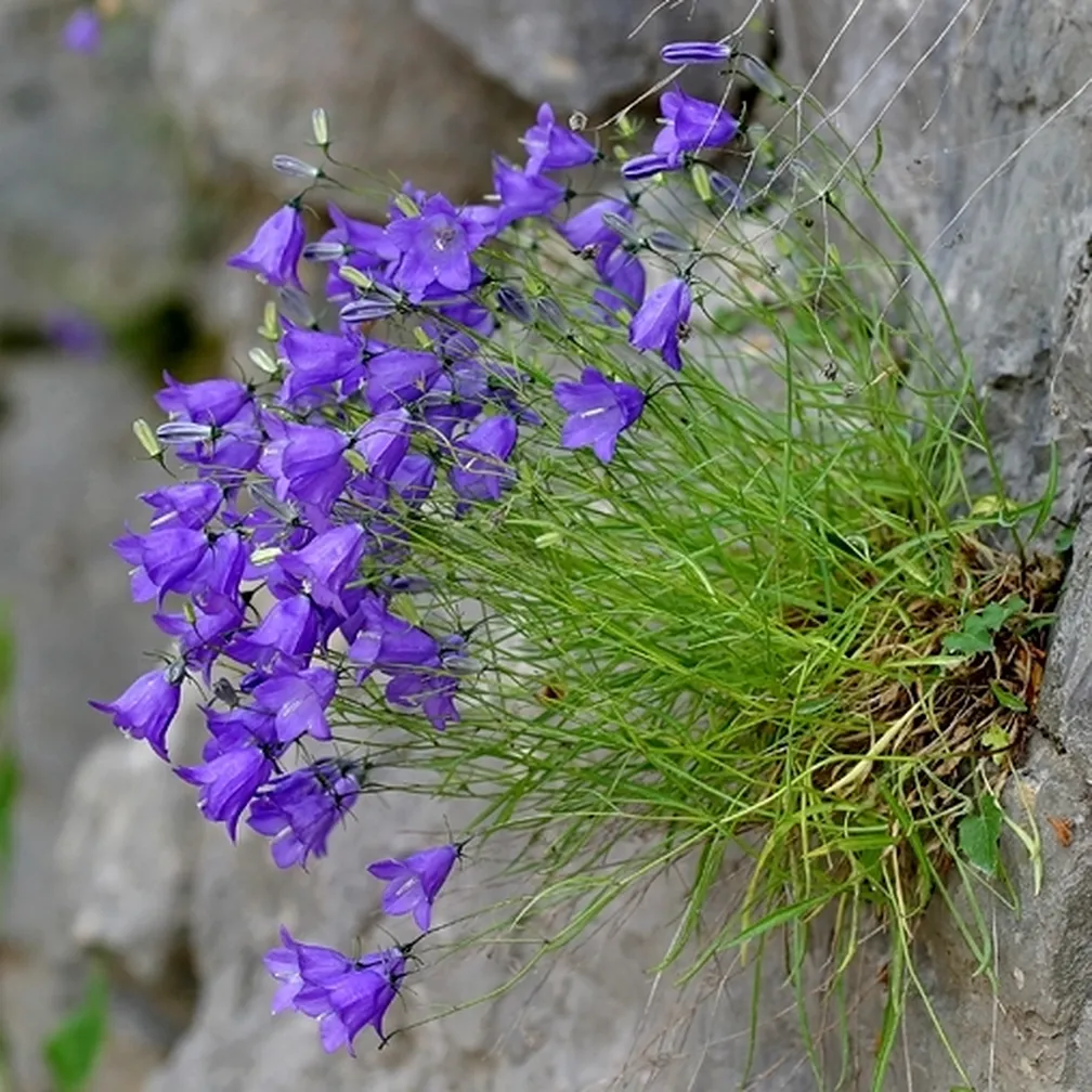 Justinova zvončica (Campanula justiniana) v polnem cvetu na naravnem rastišču.