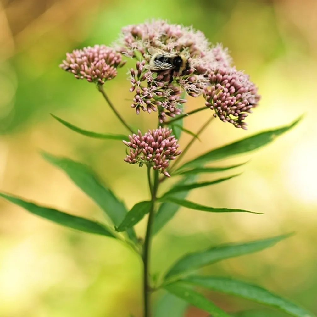 Socvetje konjske grive (Eupatorium cannabinum) obiskuje čmrlj.