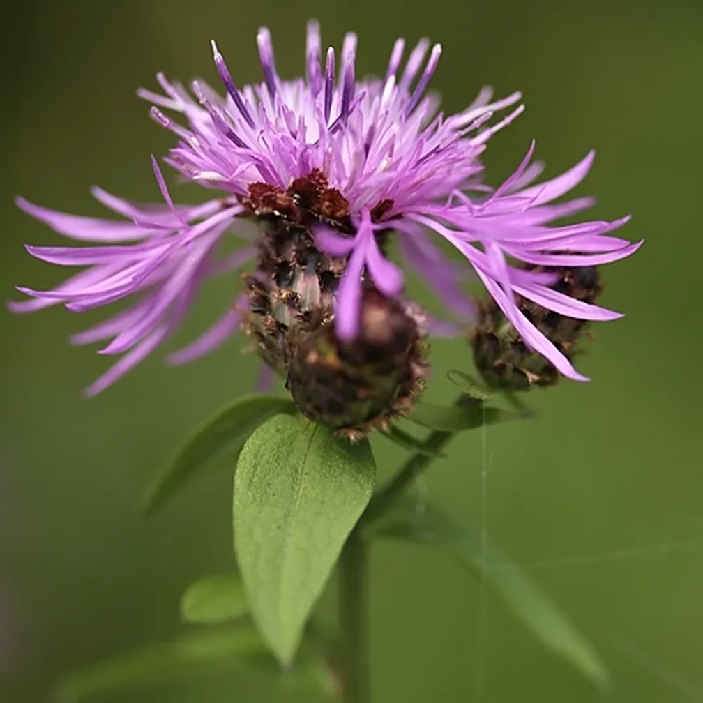Kranjski glavinec (Centaurea carniolica) ima na košku socvetje ciklamne barve obdan z zeleno črno barvo.