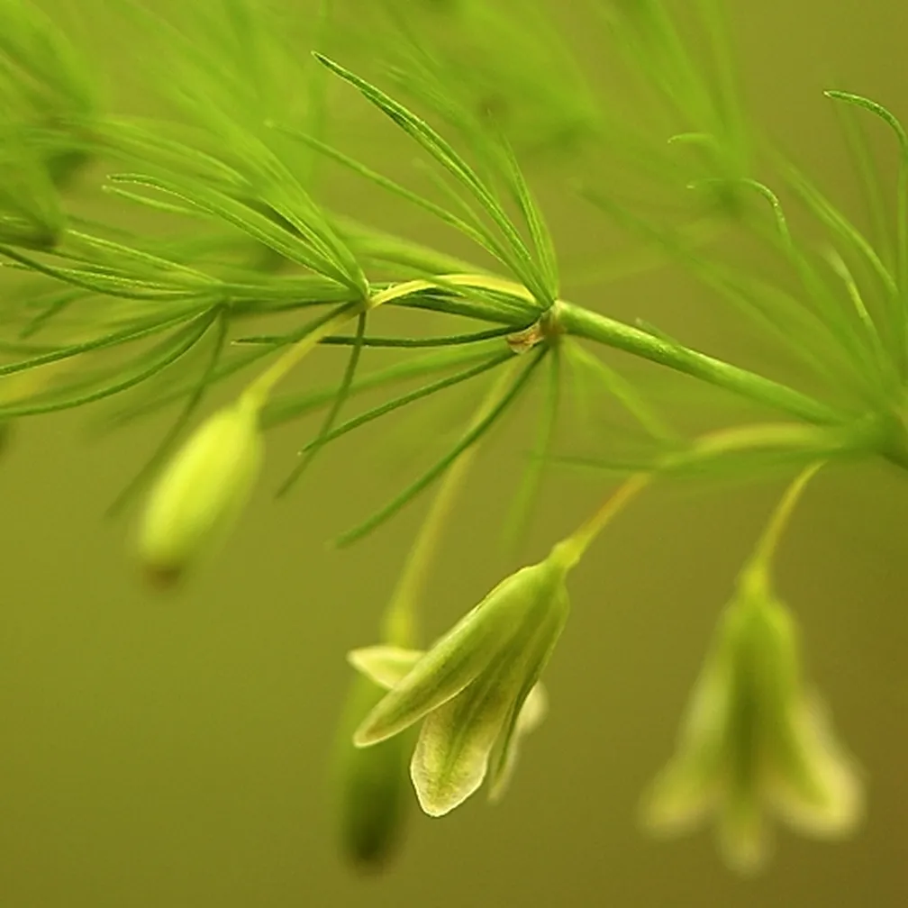 Lasasti beluš (Asparagus tenuifolius) ima tako steblo, ki je razvejano z zelenimi cvetovi.