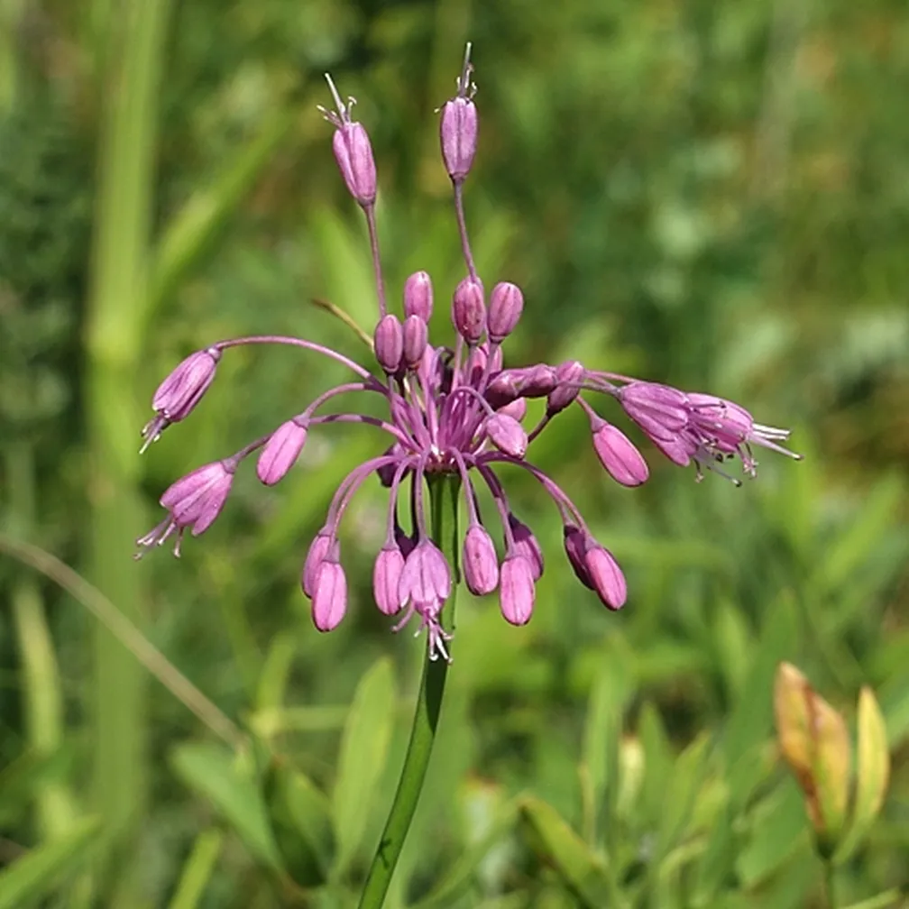 Lepi luk (Allium carinatum ssp pulchellum) sredi travnika z dolgopecljastimi cvetovi v ciklamni barvi.